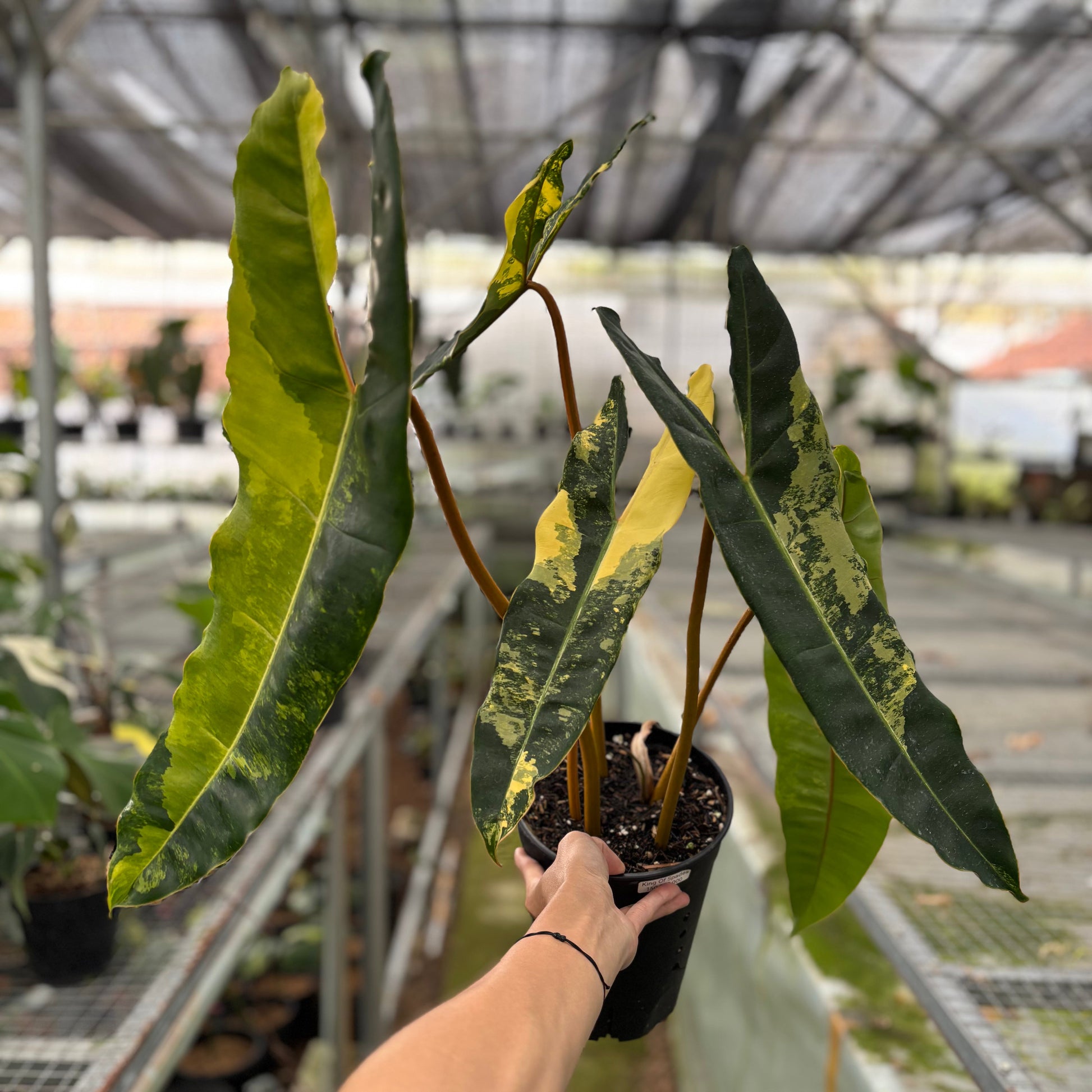 Philodendron Billiteae Variegated Big Size - Indonesian Rare Plants