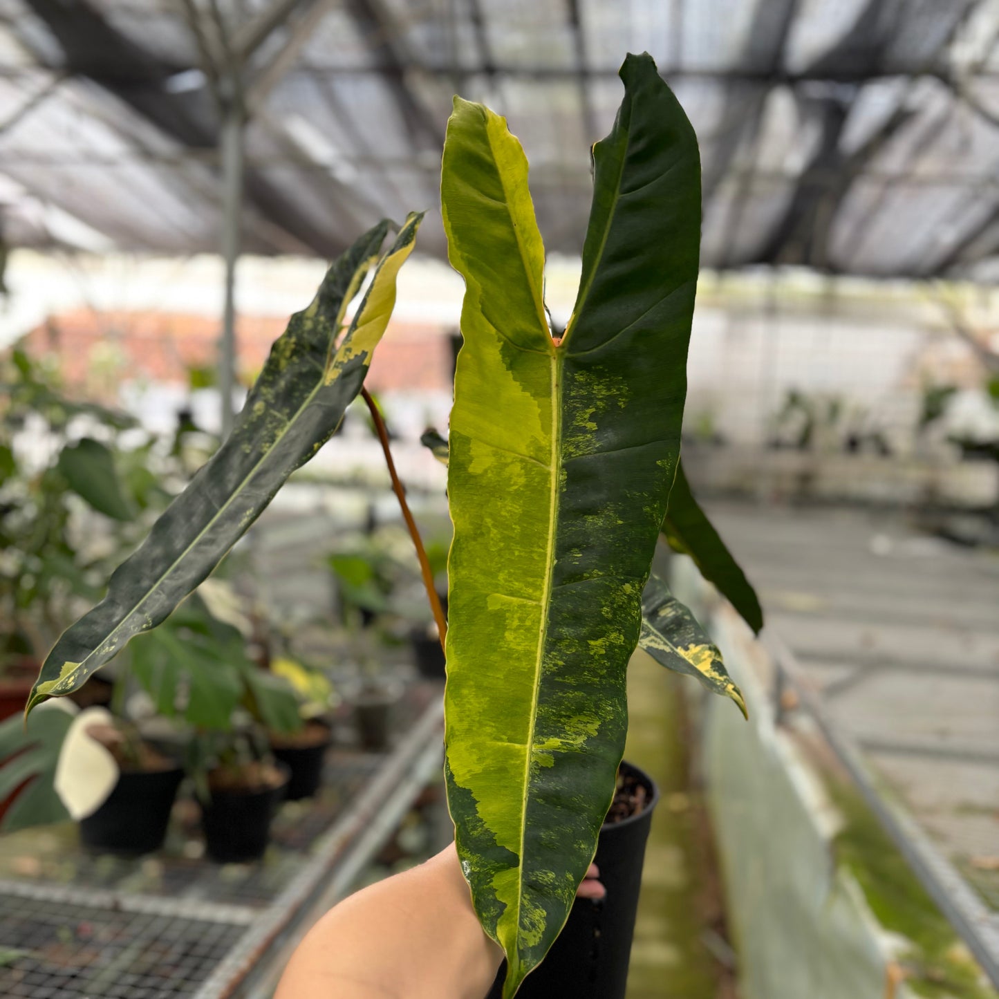 Philodendron Billiteae Variegated Big Size