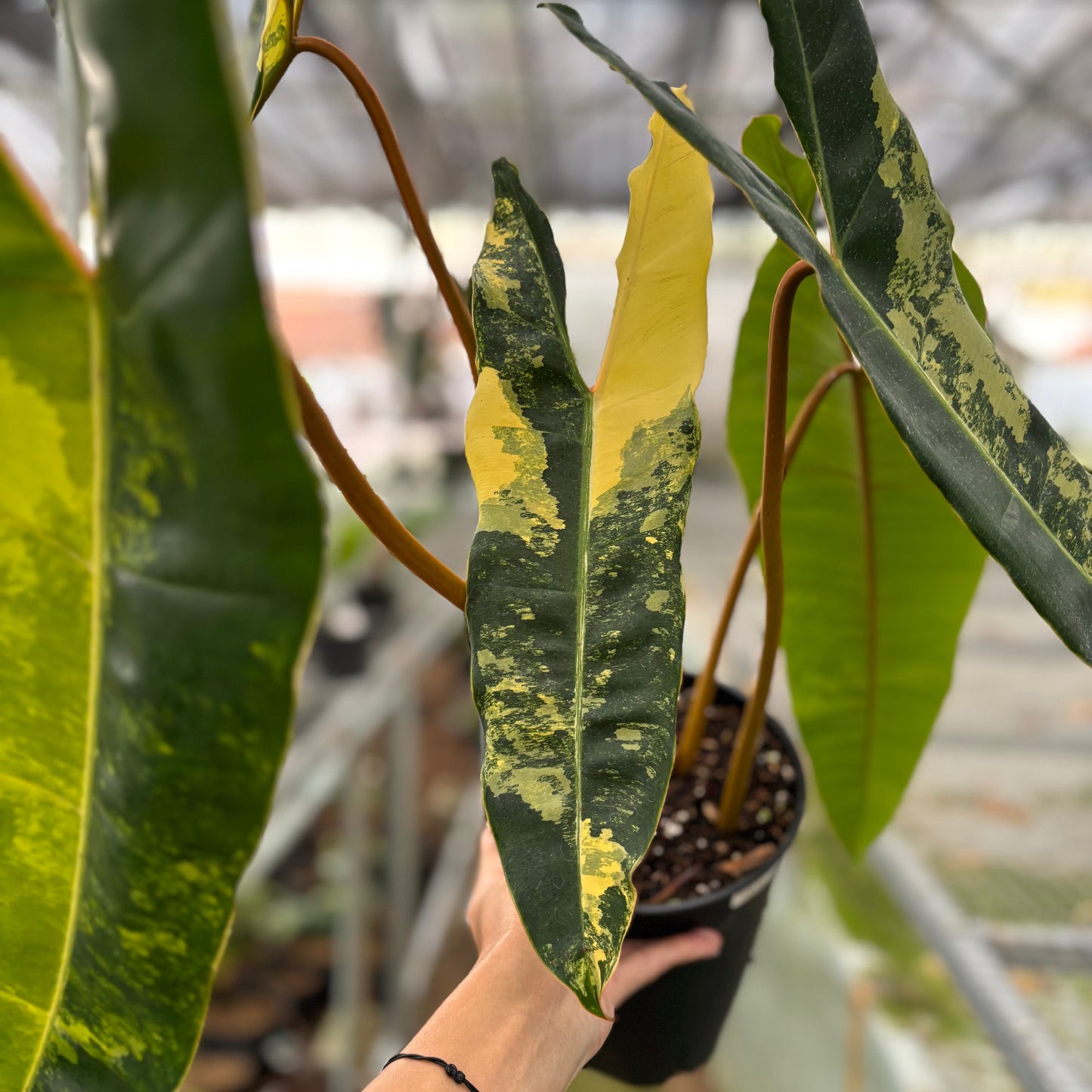 Philodendron Billiteae Variegated Big Size