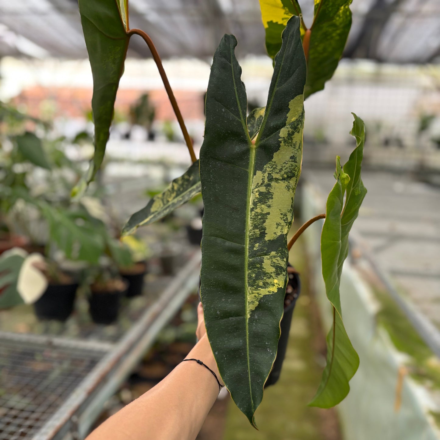 Philodendron Billiteae Variegated Big Size