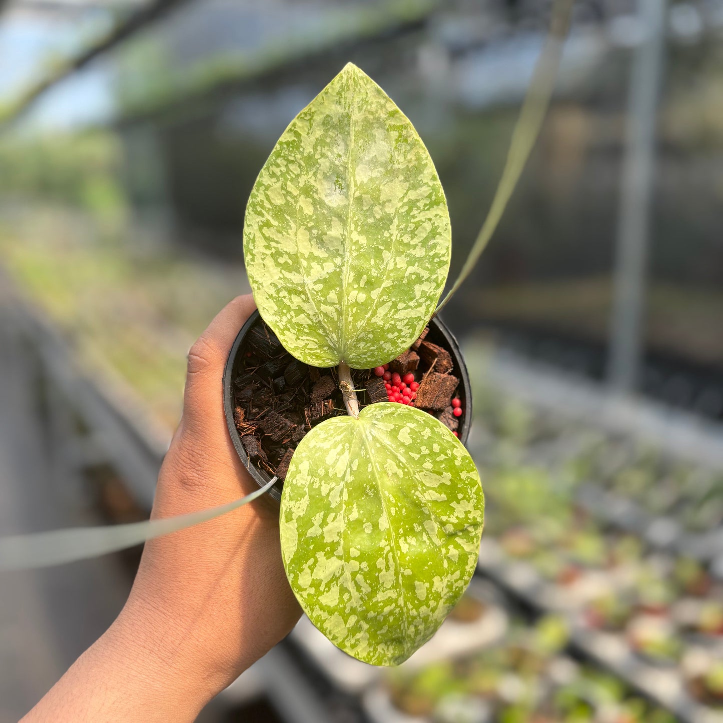 Hoya Glabra Silver-Spalsh" VN-565 - Indonesian Rare Plants