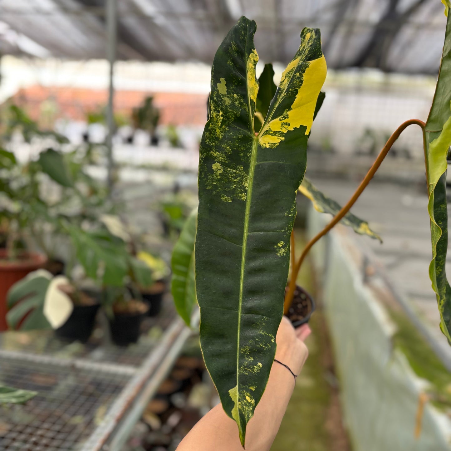 Philodendron Billiteae Variegated Big Size