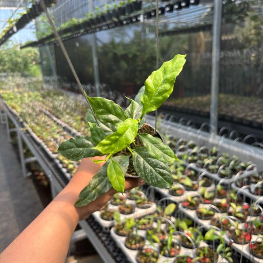 Hoya Decipulae "Splash" - Indonesian Rare Plants