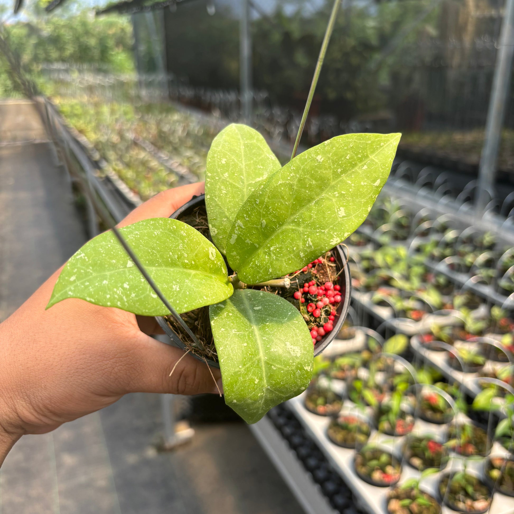 Hoya "UH-07-01" - Indonesian Rare Plants