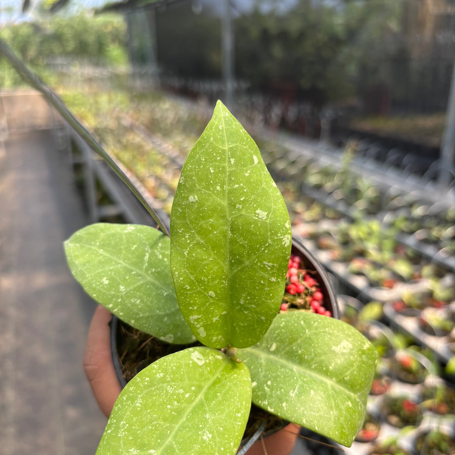 Hoya "UH-07-01"