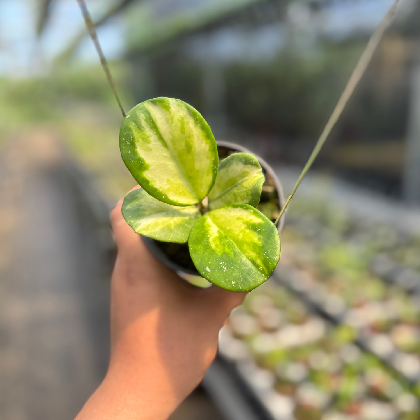 Hoya Obovata Variegated - Indonesian Rare Plants