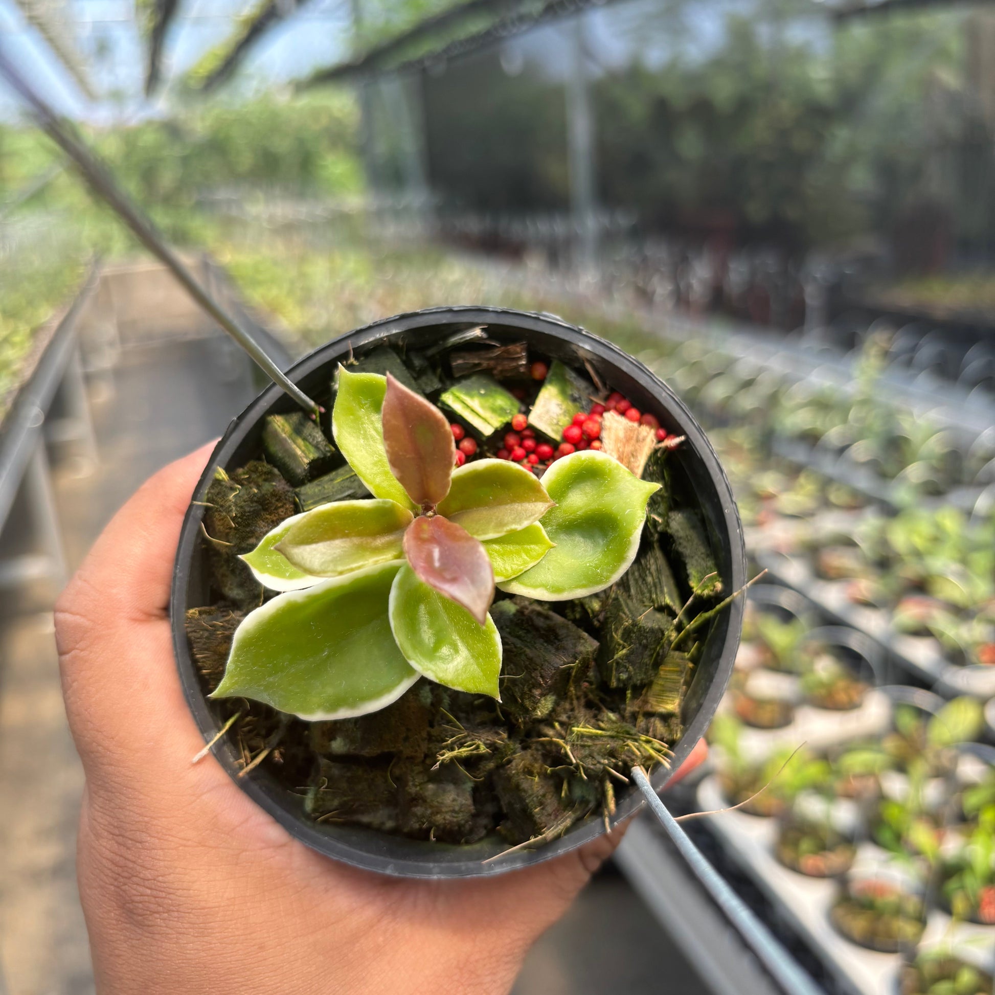 Hoya Carnosa "Holliana" - Indonesian Rare Plants