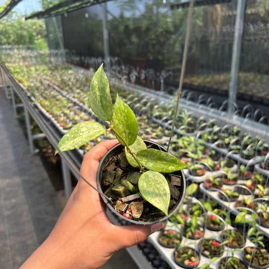Hoya Verticillata "BM-Splash" VN-690 C - Indonesian Rare Plants