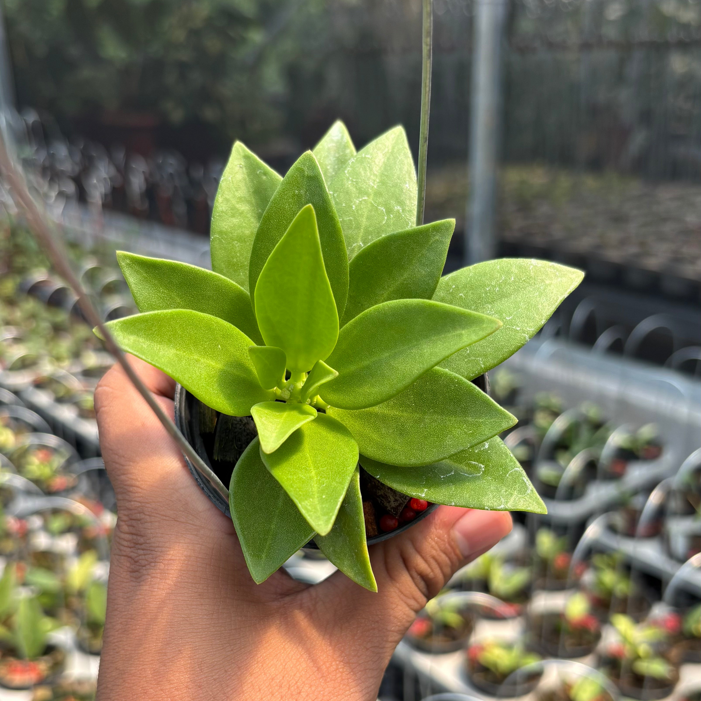 Hoya Pachylada "Snow Lotus" - Indonesian Rare Plants