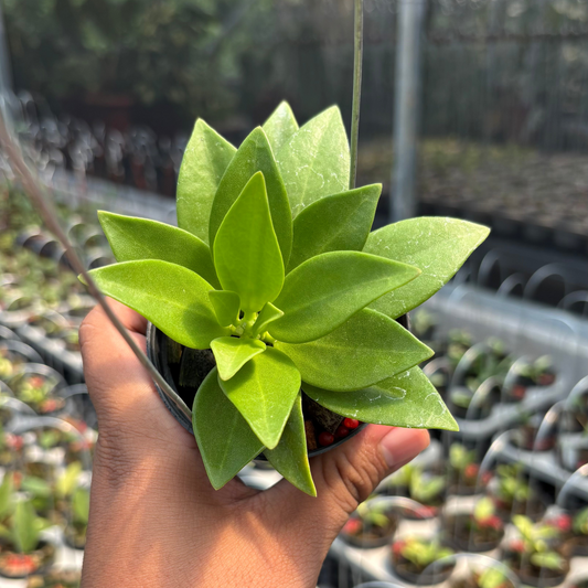 Hoya Pachylada "Snow Lotus" - Indonesian Rare Plants