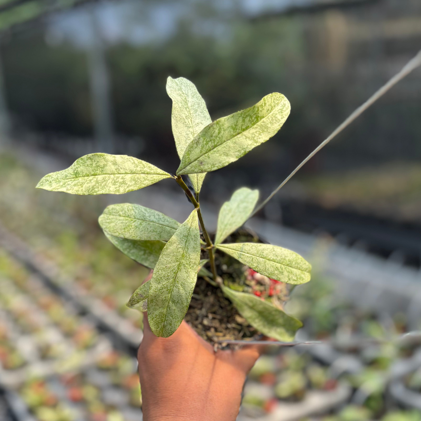 Hoya Multiflora "Silver" - Indonesian Rare Plants