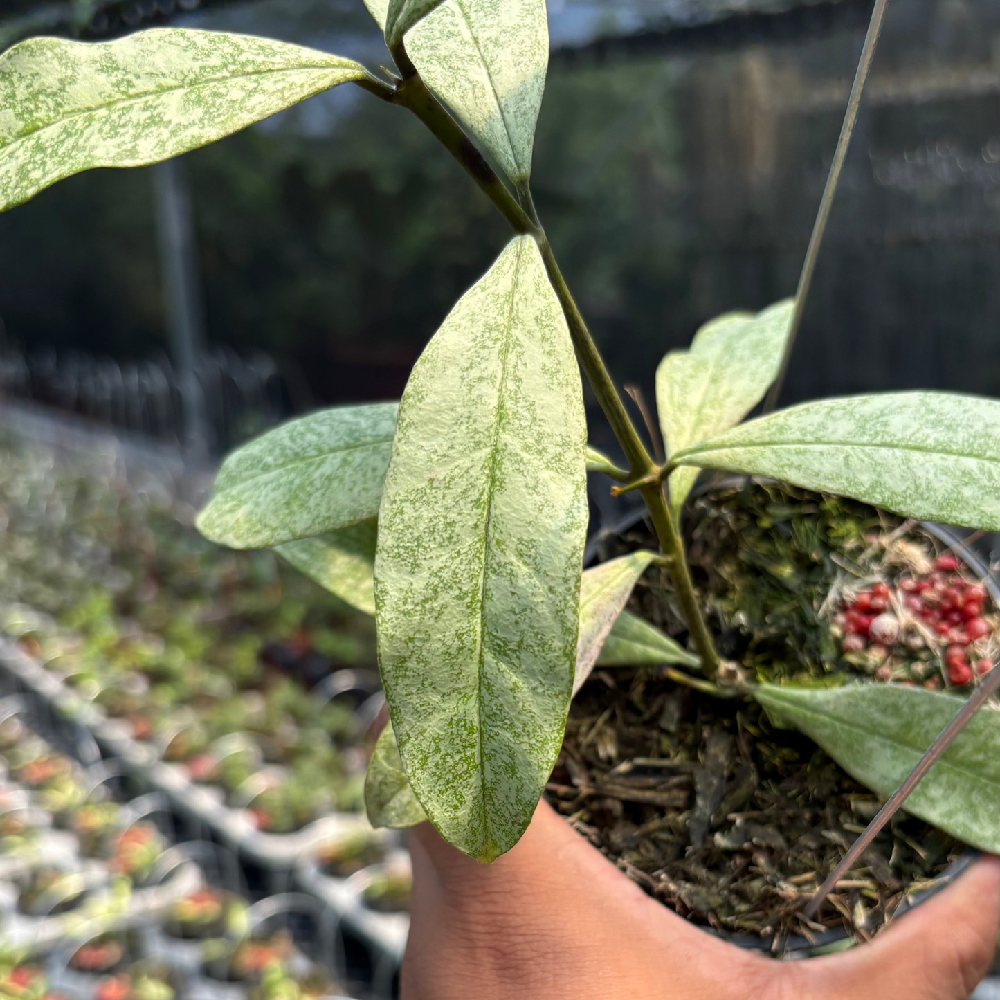 Hoya Multiflora "Silver"