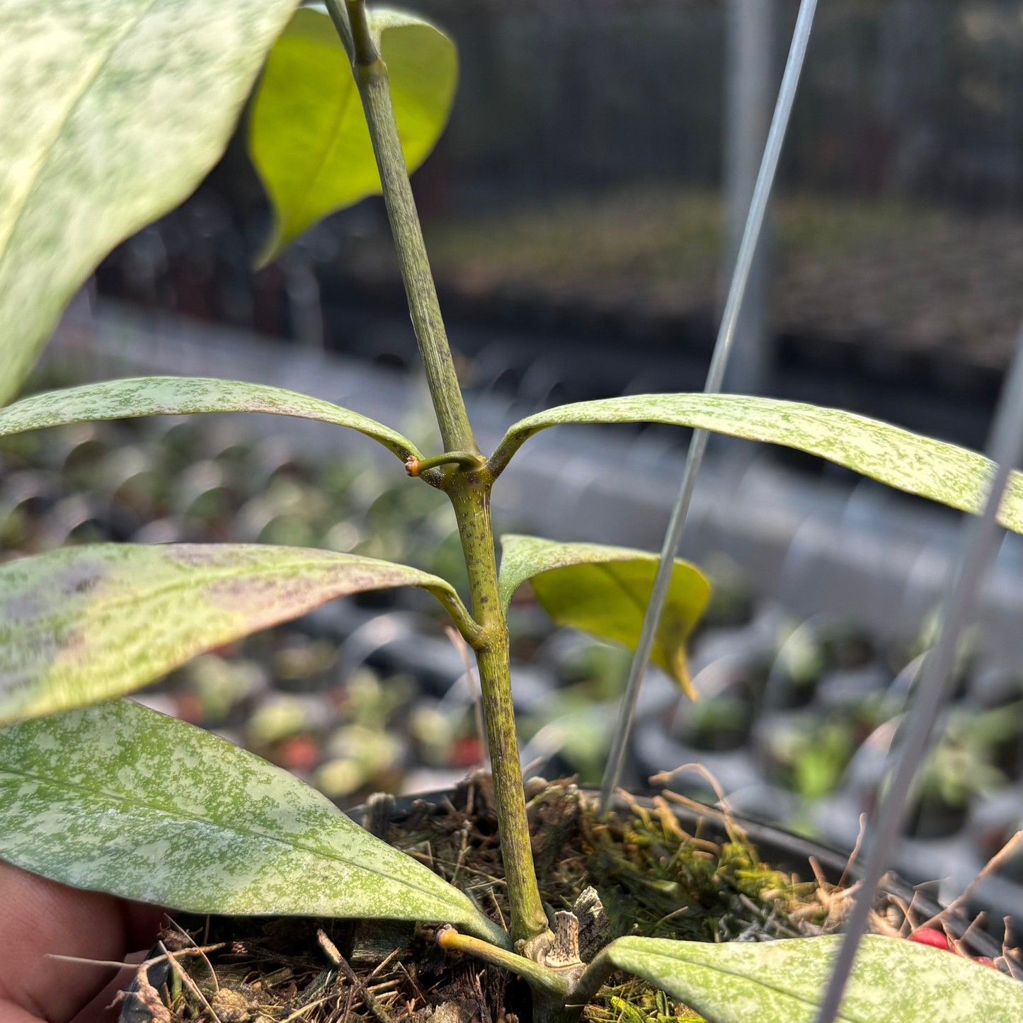 Hoya Multiflora "Silver"
