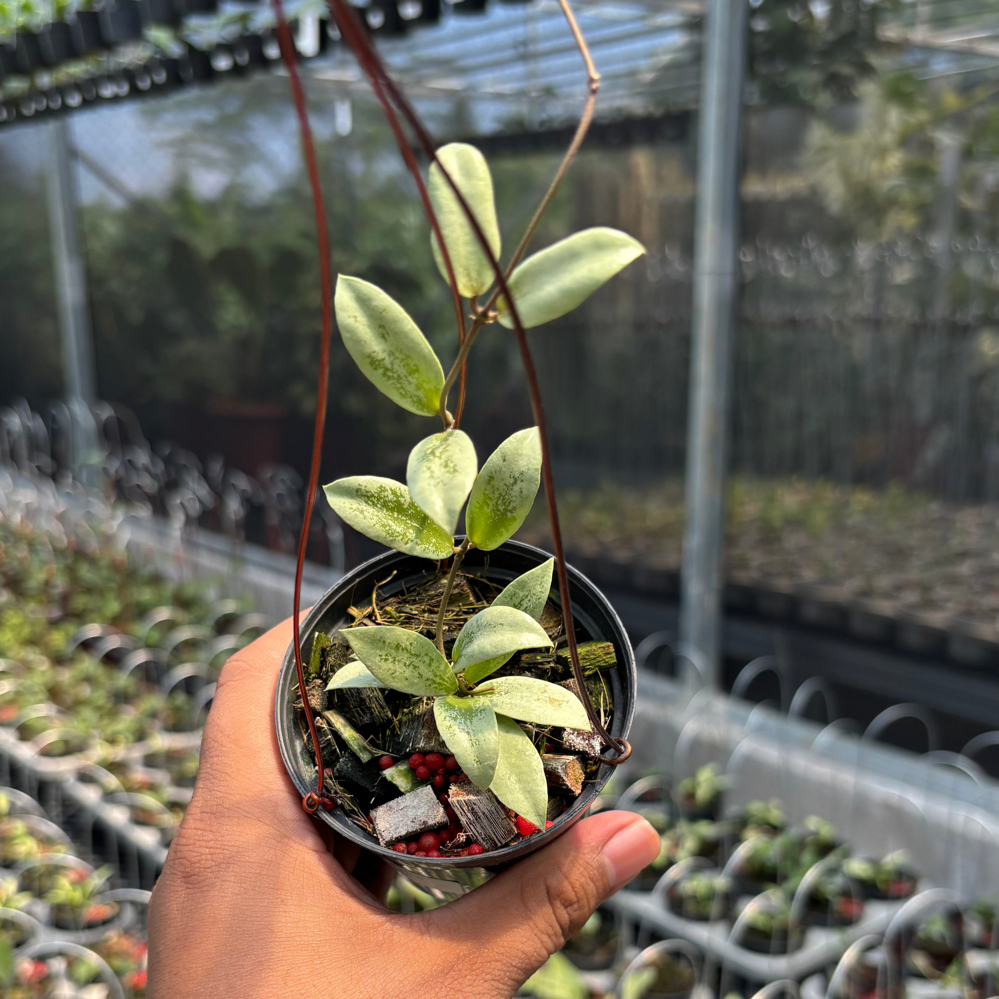 Hoya AFF Puber "Silver" - Indonesian Rare Plants