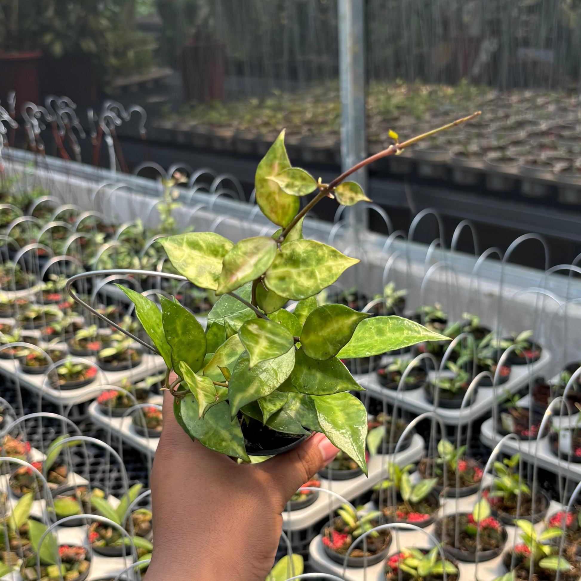 Hoya Lacunosa "VN-726" - Indonesian Rare Plants