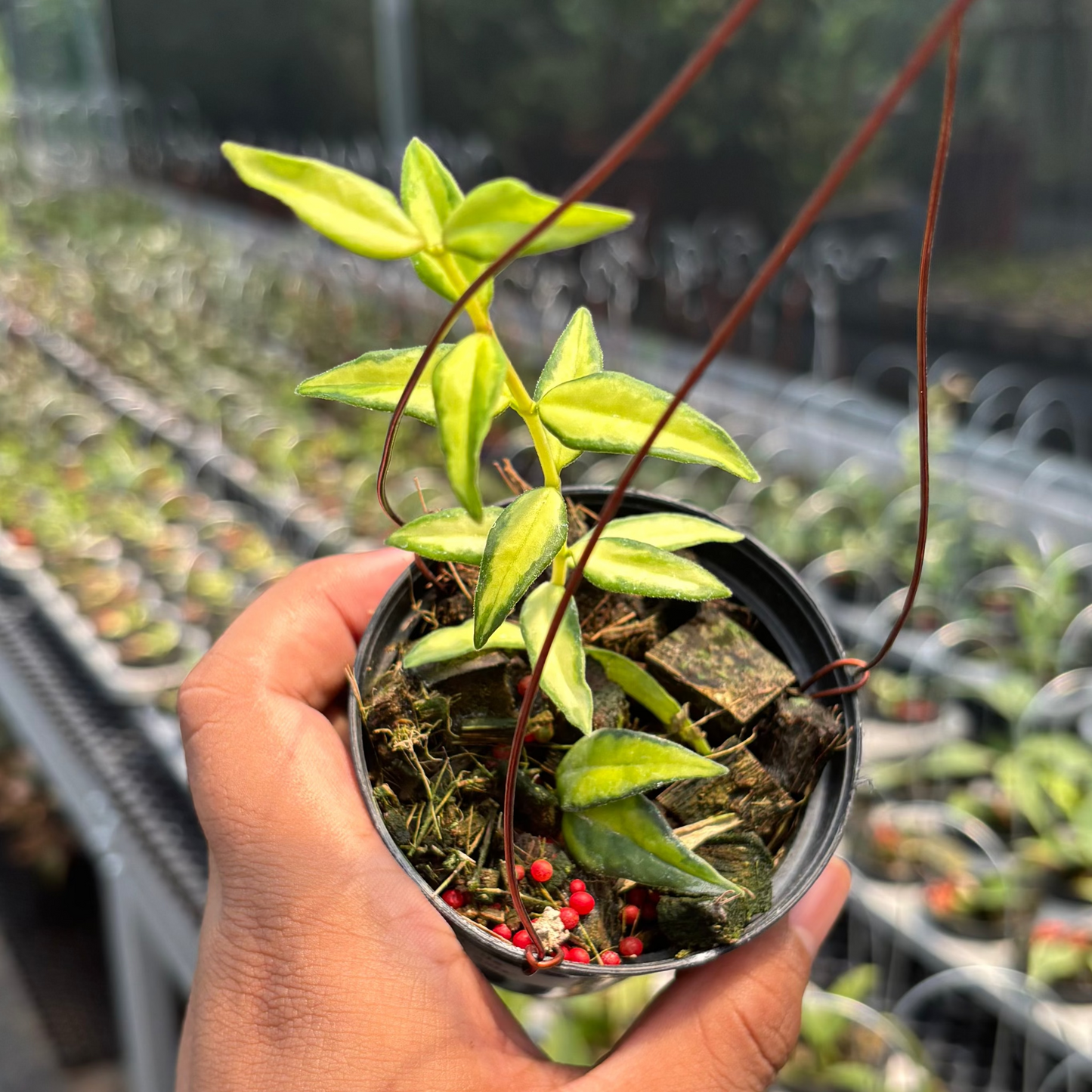 Hoya Bella "Lida Buis" - Indonesian Rare Plants