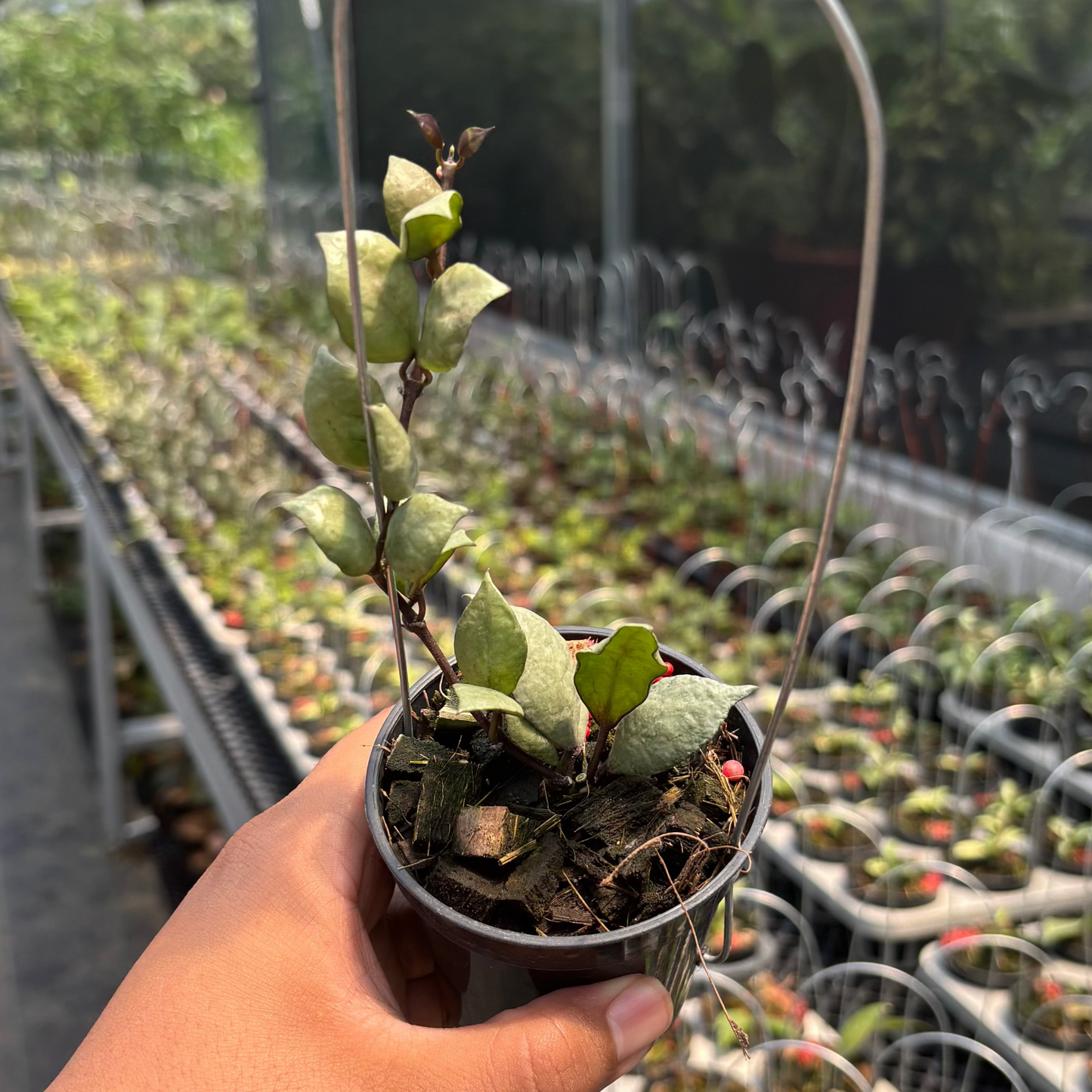 Hoya Lacunosa "Violet" - Indonesian Rare Plants