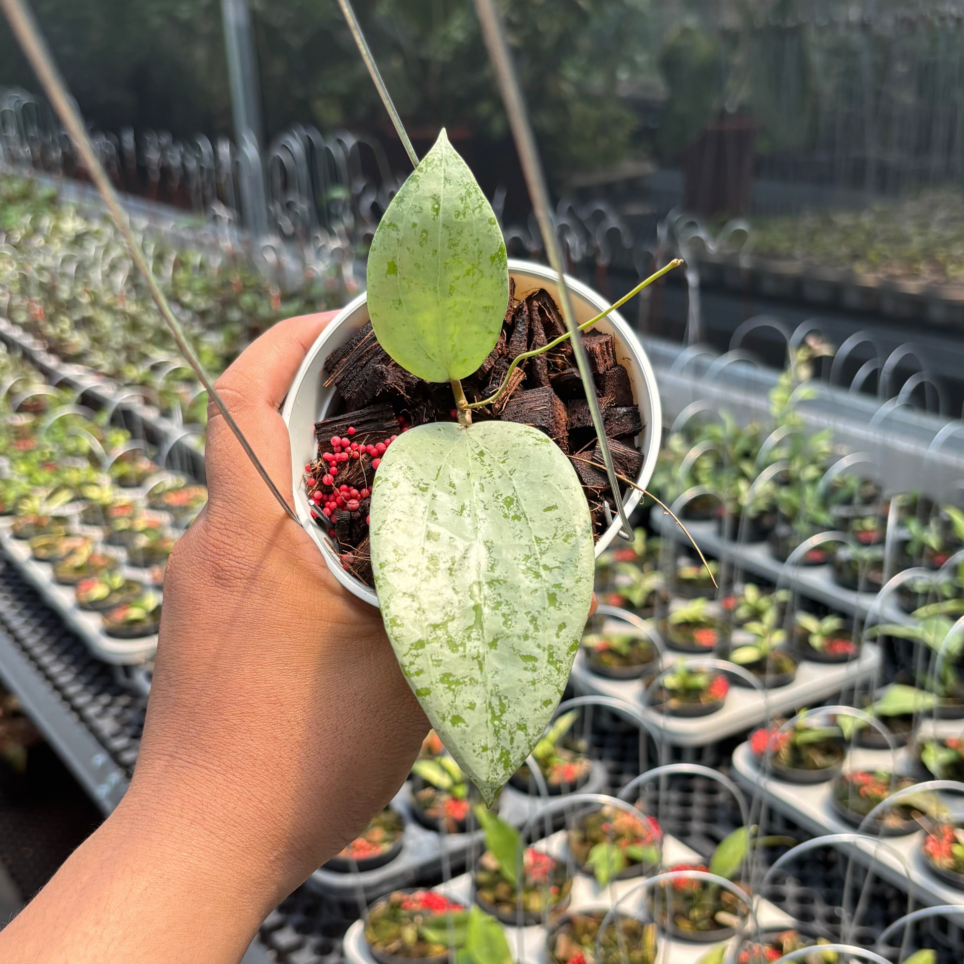 Hoya Glabra Borneo "Silver" VN-854 — rare Indonesian plant