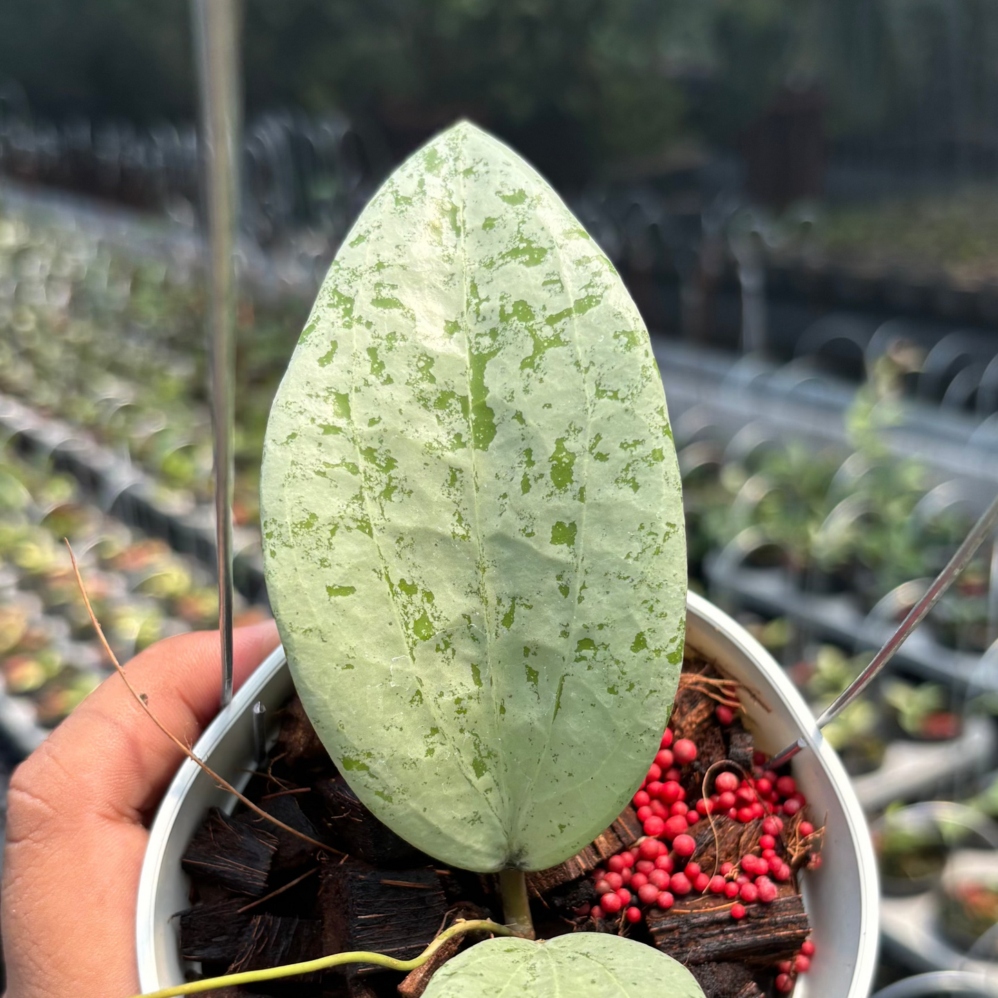 Hoya Glabra Borneo "Solver" VN-854