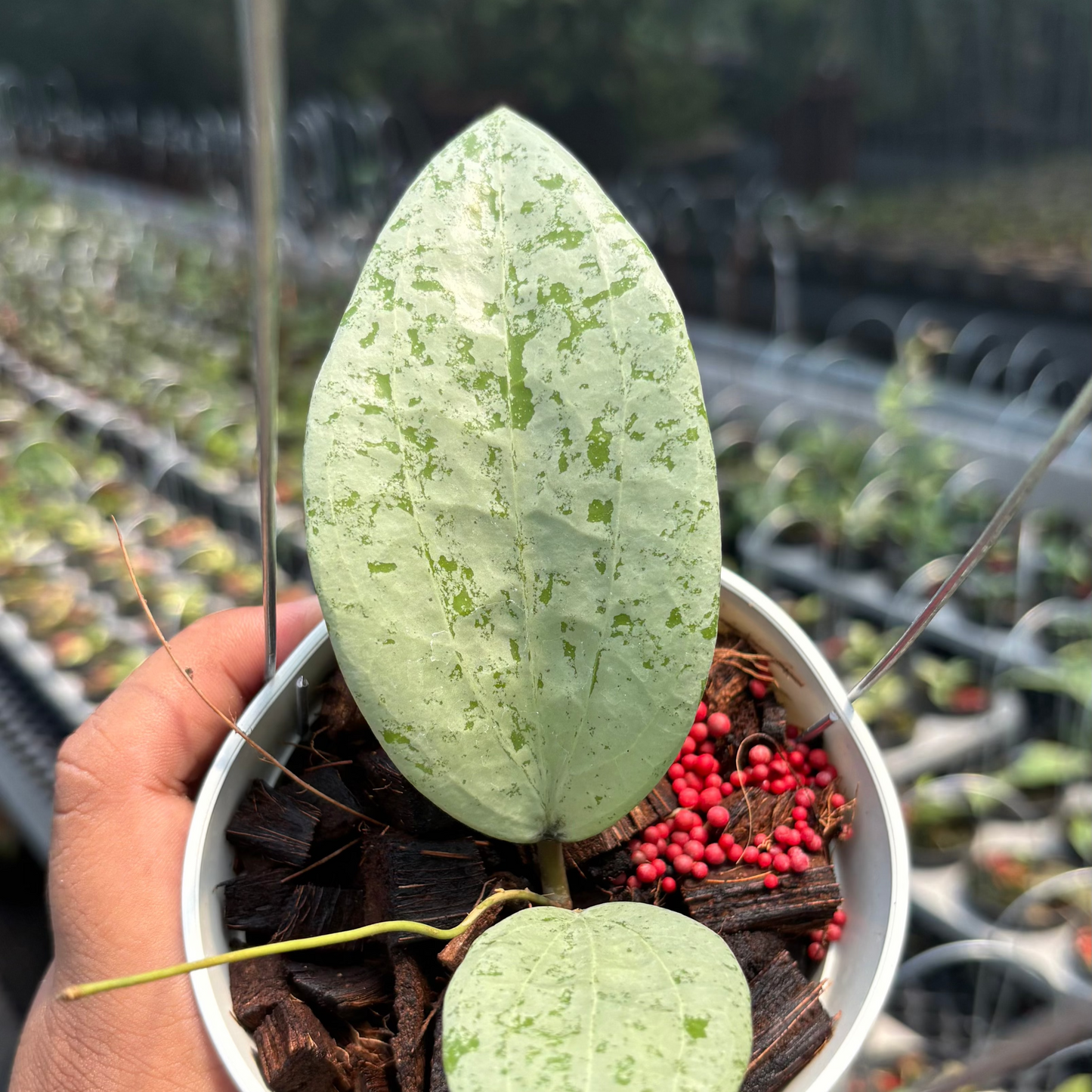 Hoya Glabra Borneo "Silver" VN-854 — photo 2