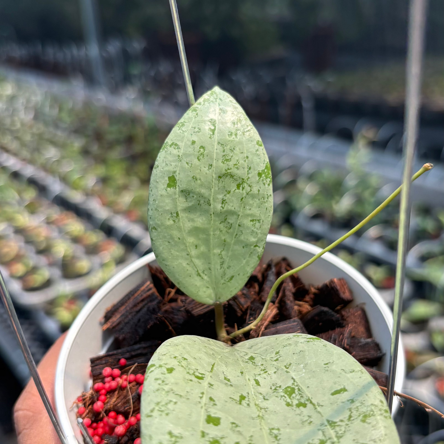 Hoya Glabra Borneo "Silver" VN-854 — photo 3