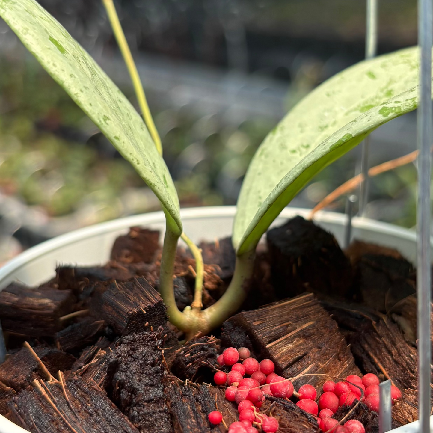 Hoya Glabra Borneo "Solver" VN-854