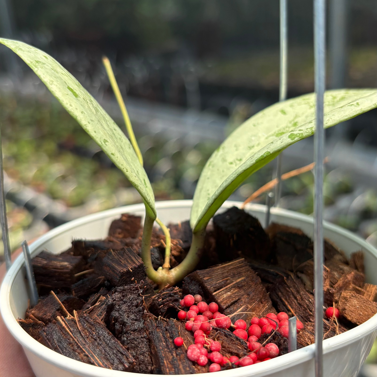 Hoya Glabra Borneo "Silver" VN-854 — photo 4