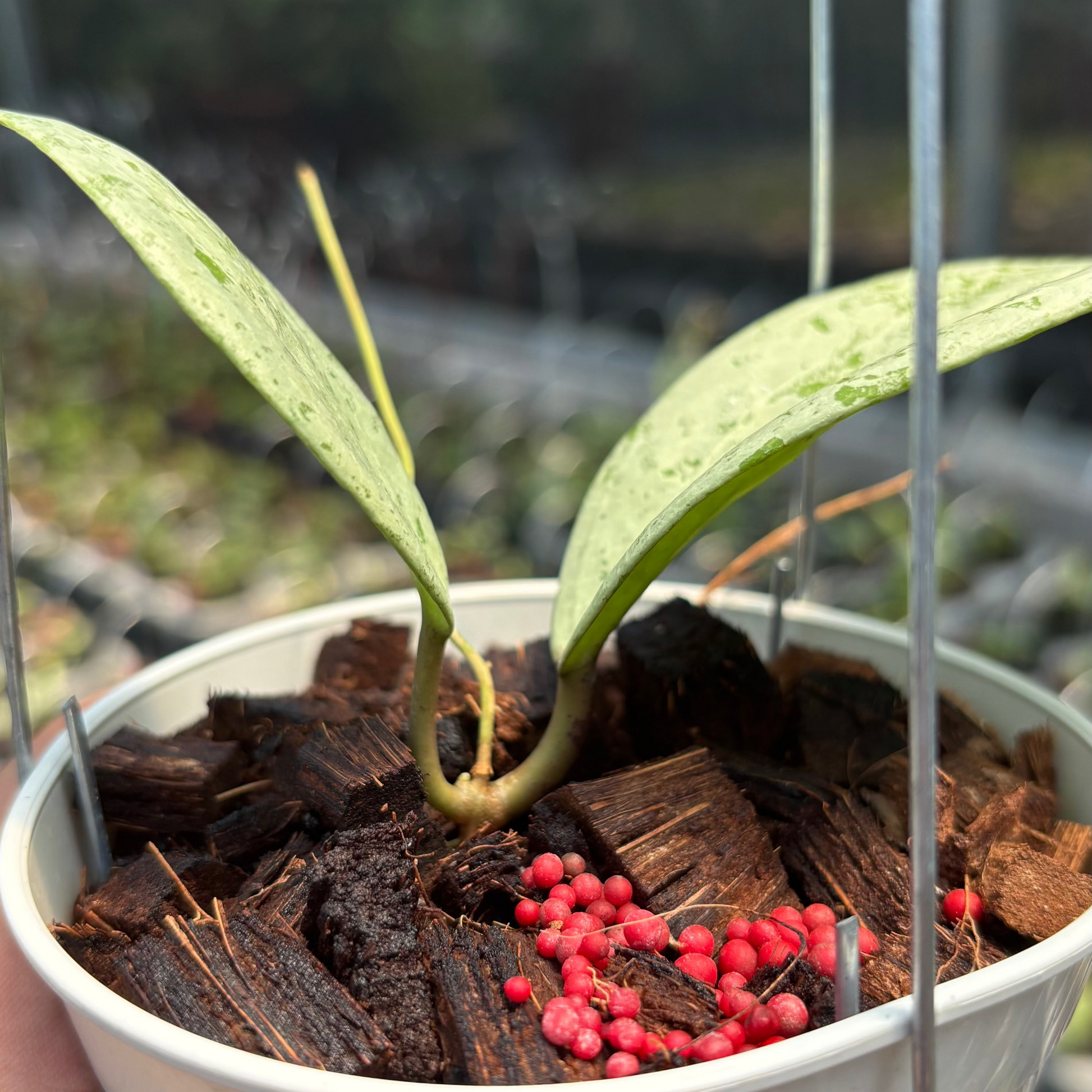 Hoya Glabra Borneo "Silver" VN-854 — photo 4