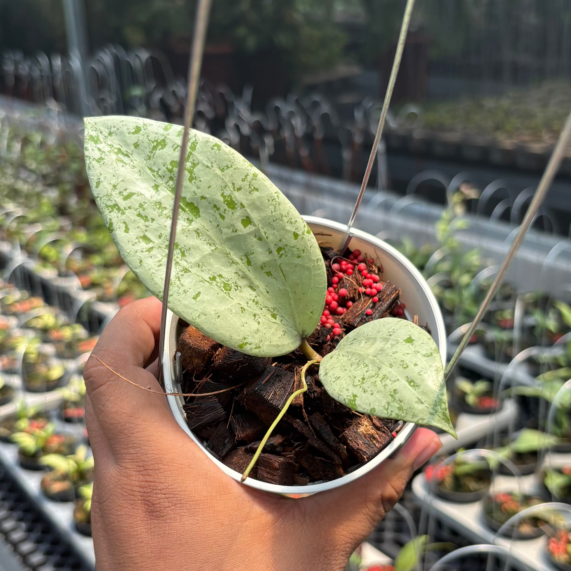 Hoya Glabra Borneo "Solver" VN-854 - Indonesian Rare Plants