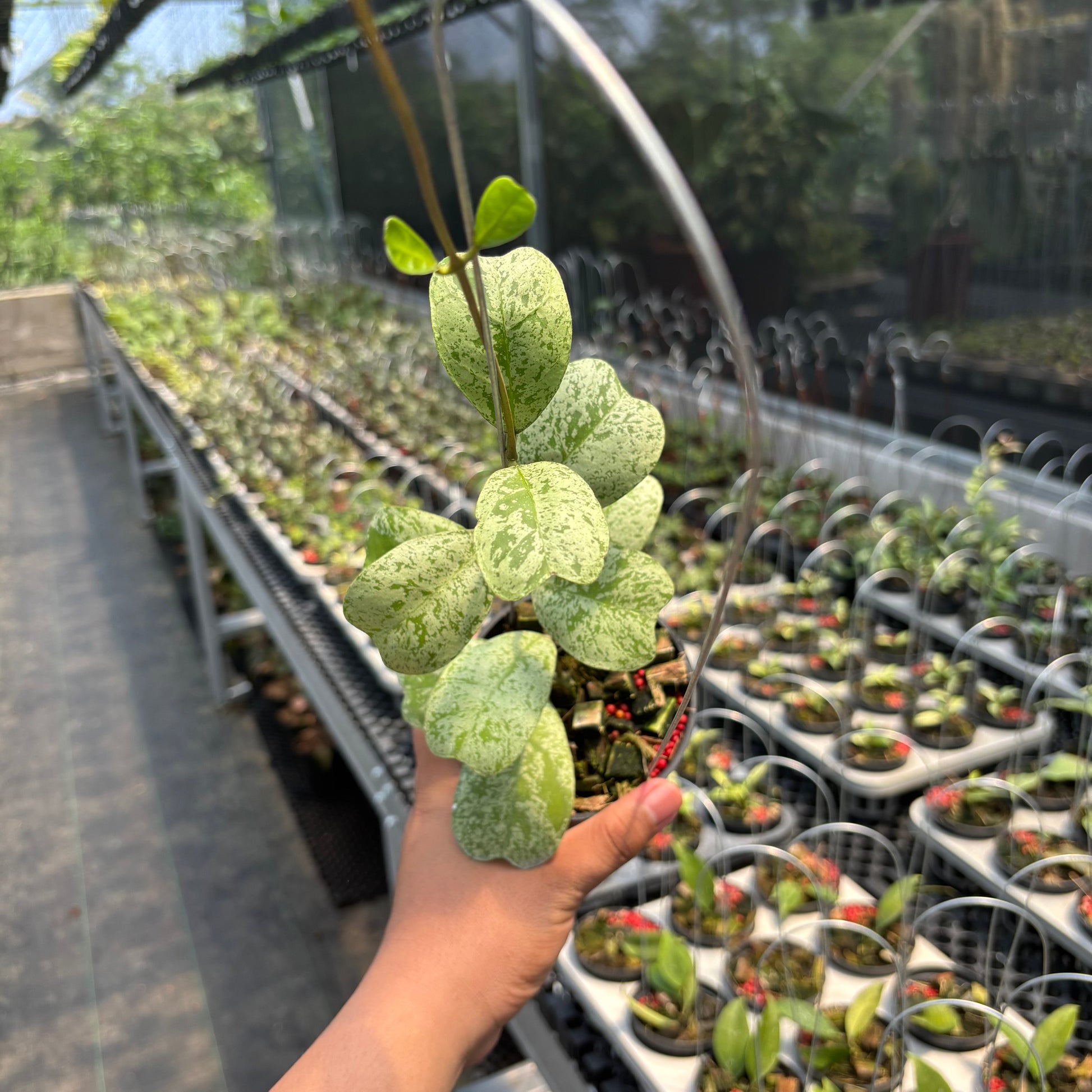 Hoya Deykeae "Morning Dew" - Indonesian Rare Plants