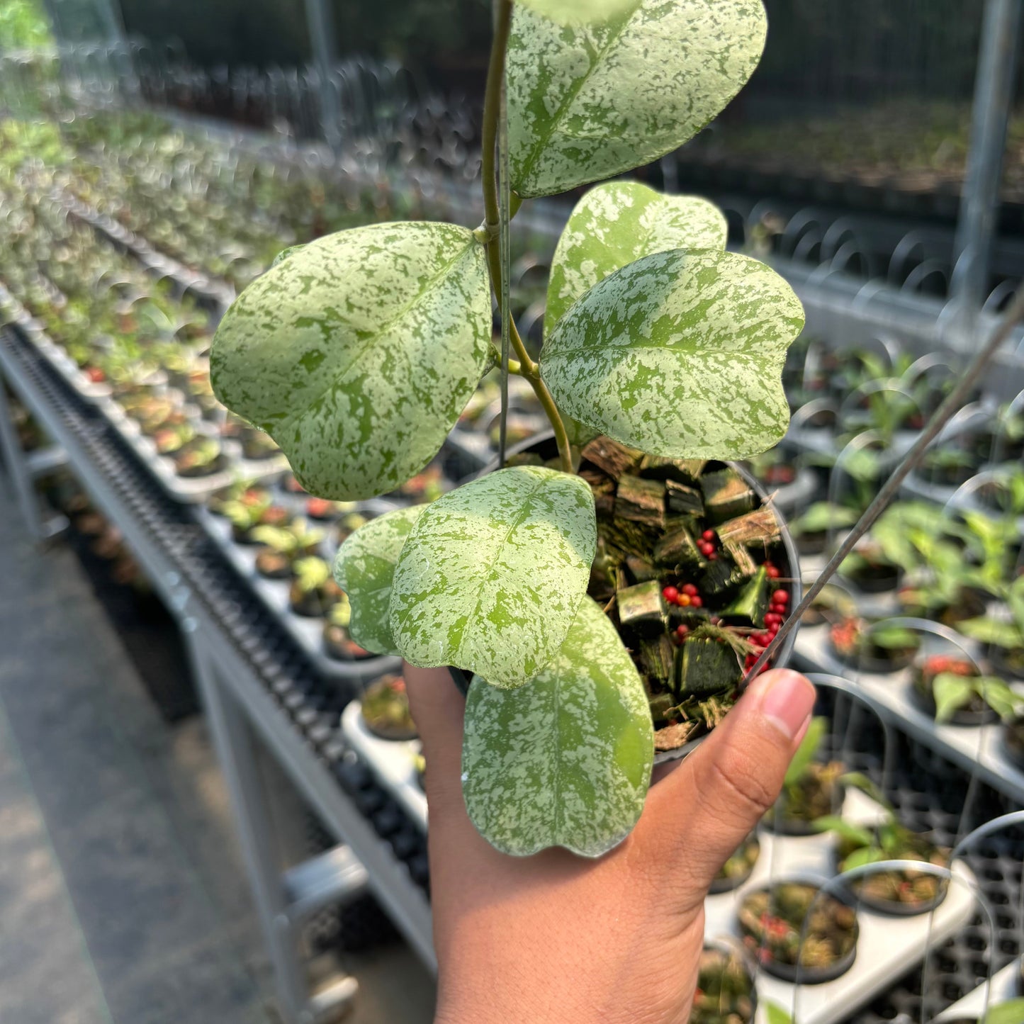 Hoya Deykeae "Morning Dew"