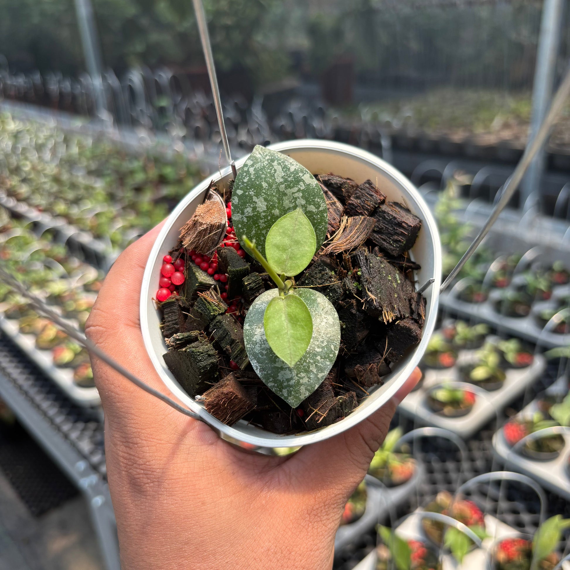 Hoya Elliptica x Imbricata — rare Indonesian plant