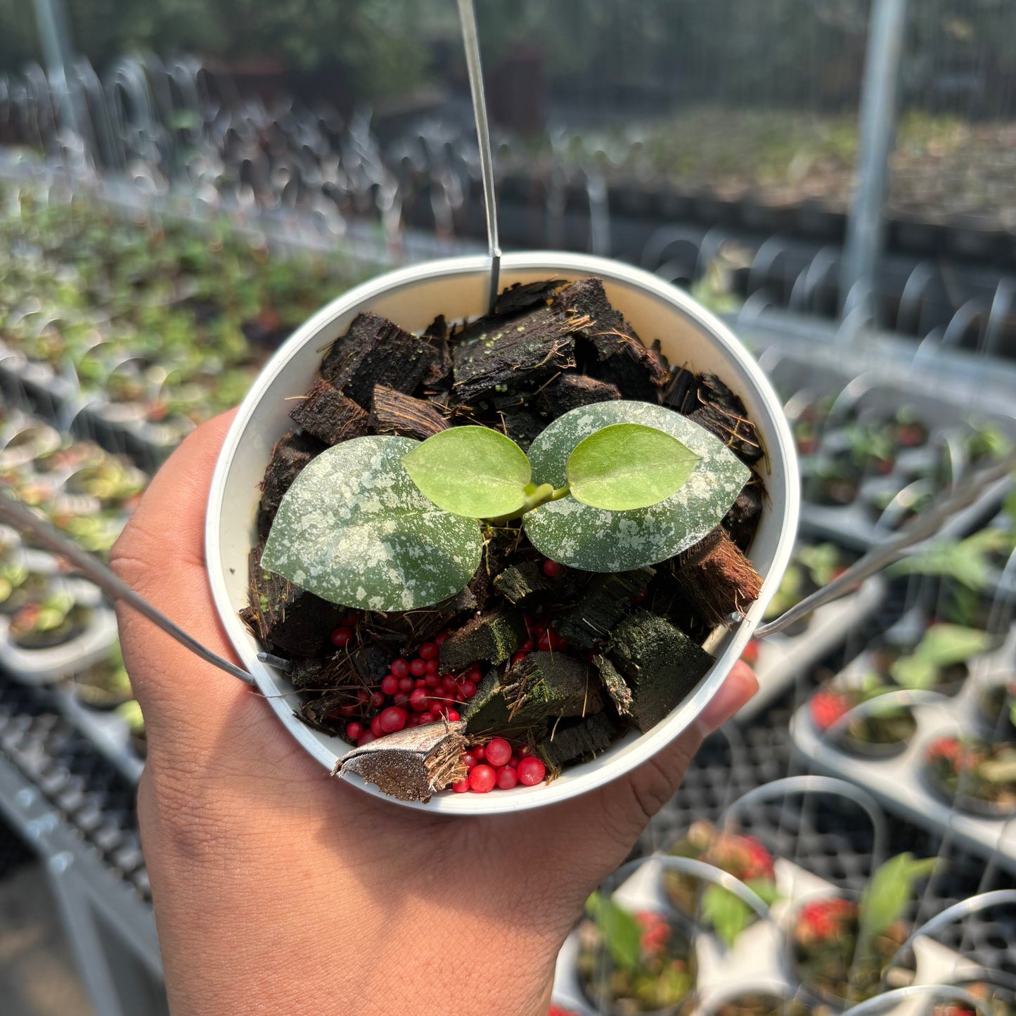 Hoya Elliptica x Imbricata — photo 2
