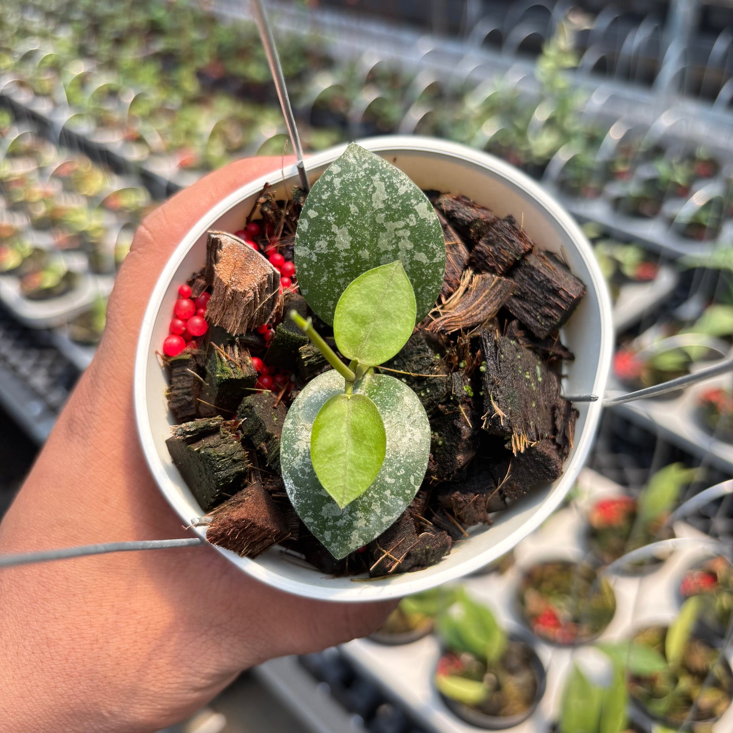 Hoya Elliptica x Hoya Imbricata - Indonesian Rare Plants