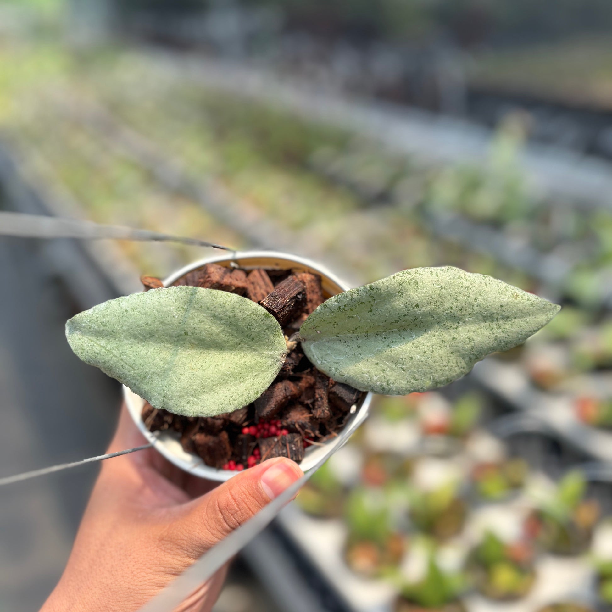 Hoya Caudata "Silver" (ARGENE) - Indonesian Rare Plants