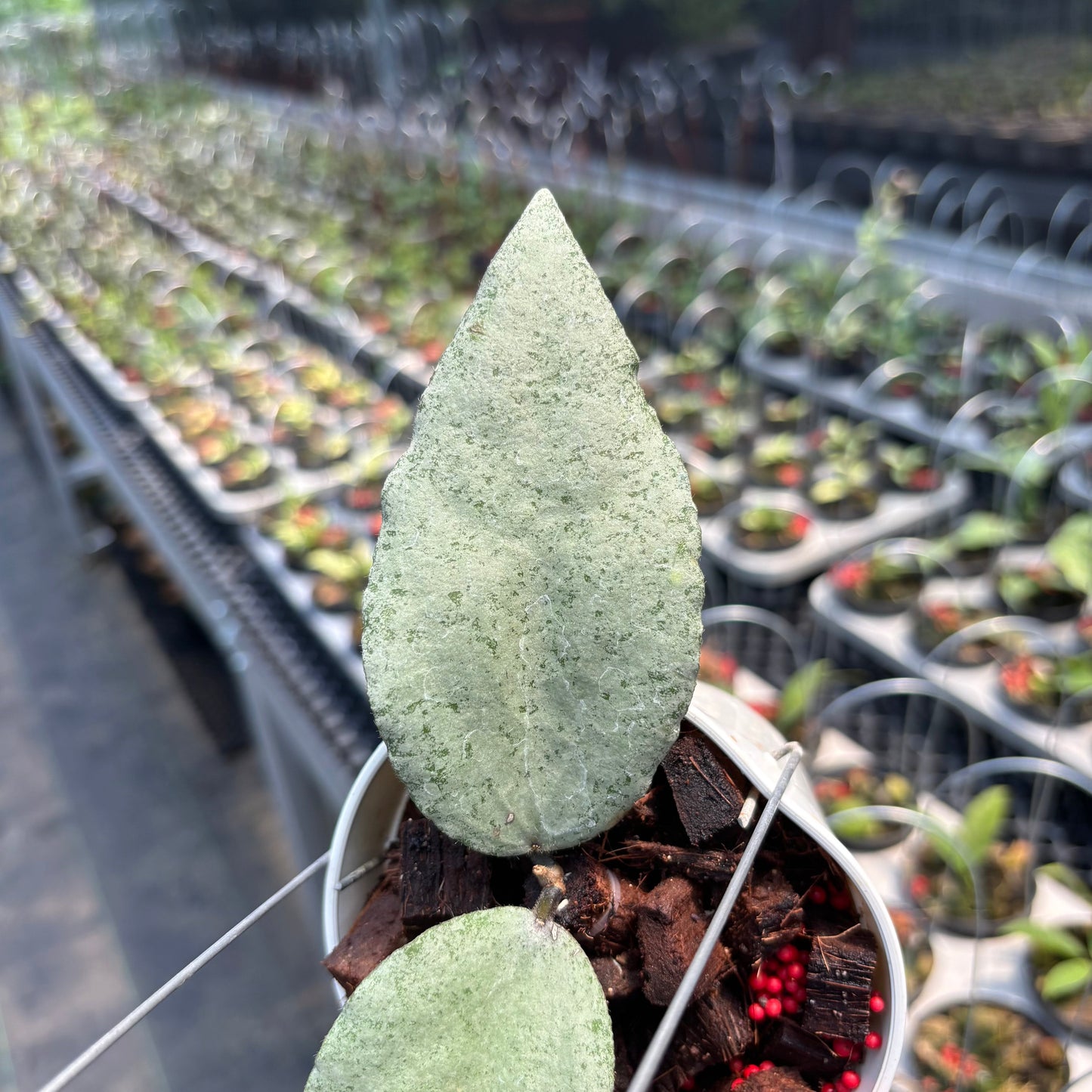 Hoya Caudata "Silver" (ARGENE)
