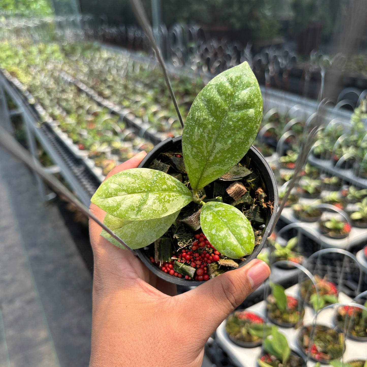 Hoya SP Kalbar "Splash" VN-870 - Indonesian Rare Plants