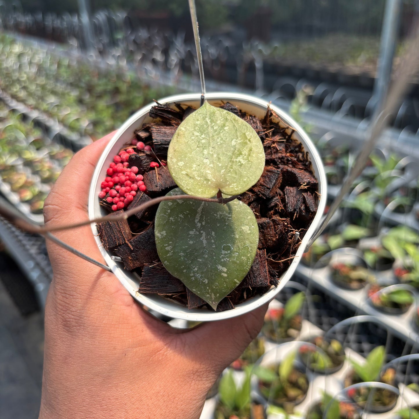 Hoya Verticillata x Imbricata - Indonesian Rare Plants