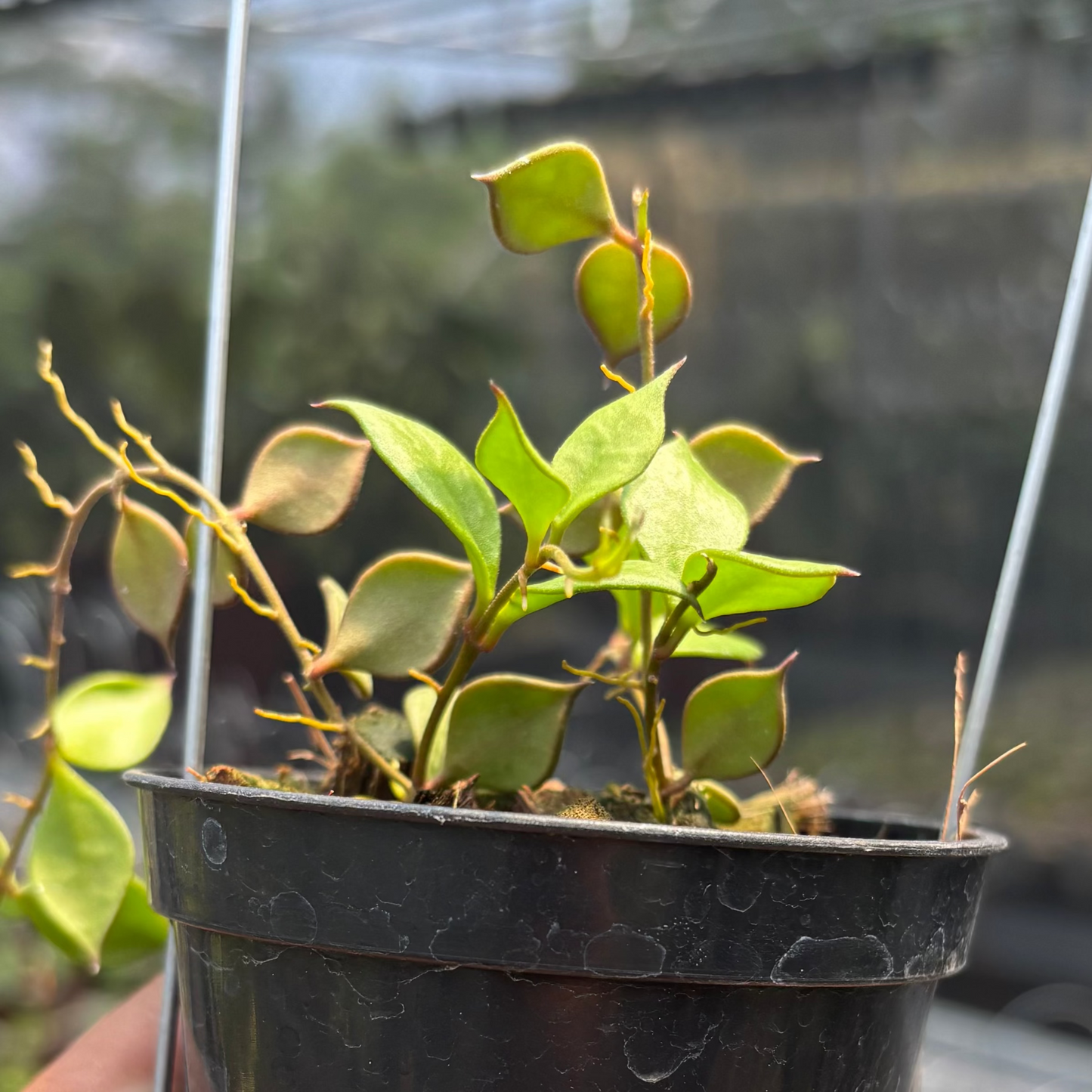 Hoya Curtisii SSP Collariata