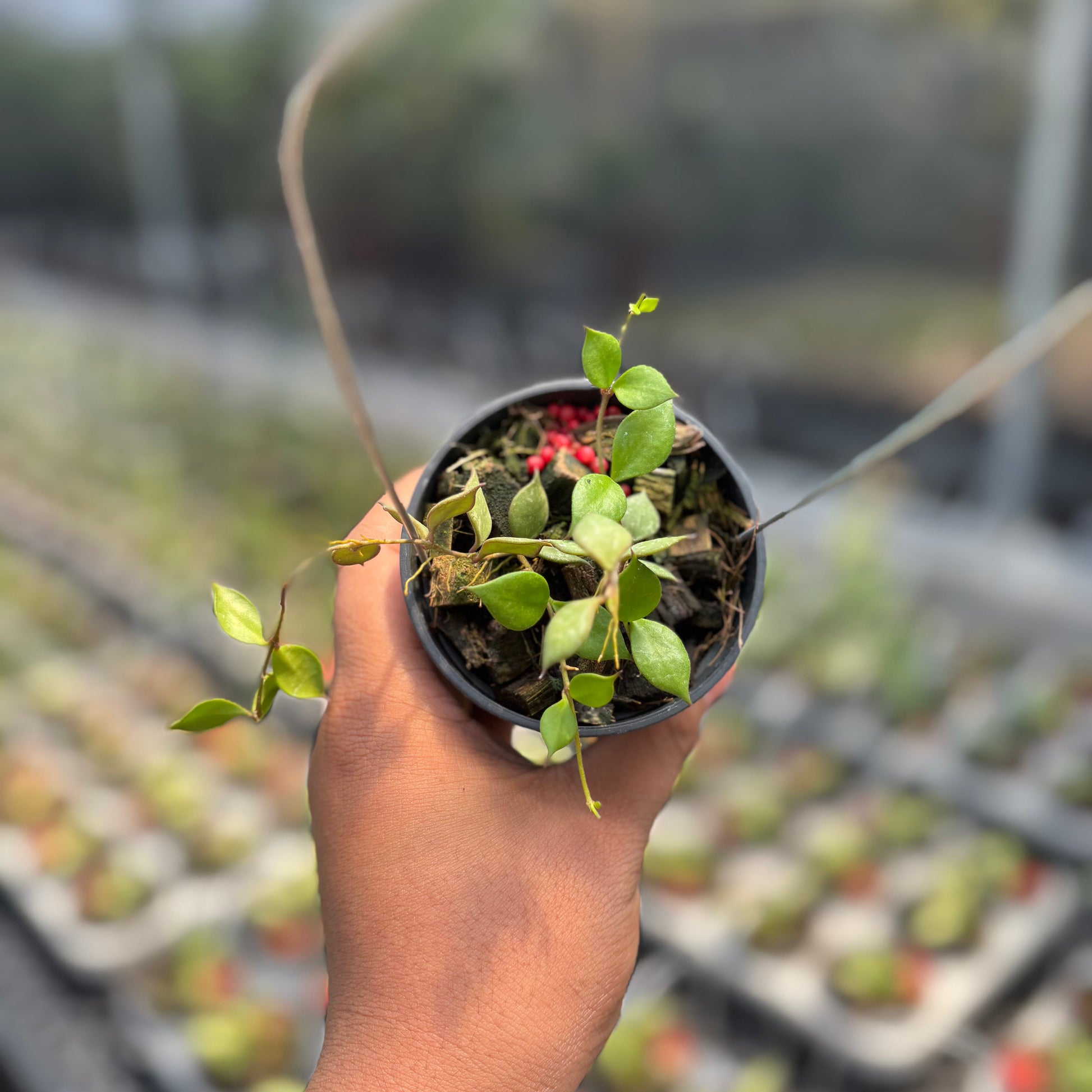 Hoya Curtisii SSP Collariata - Indonesian Rare Plants