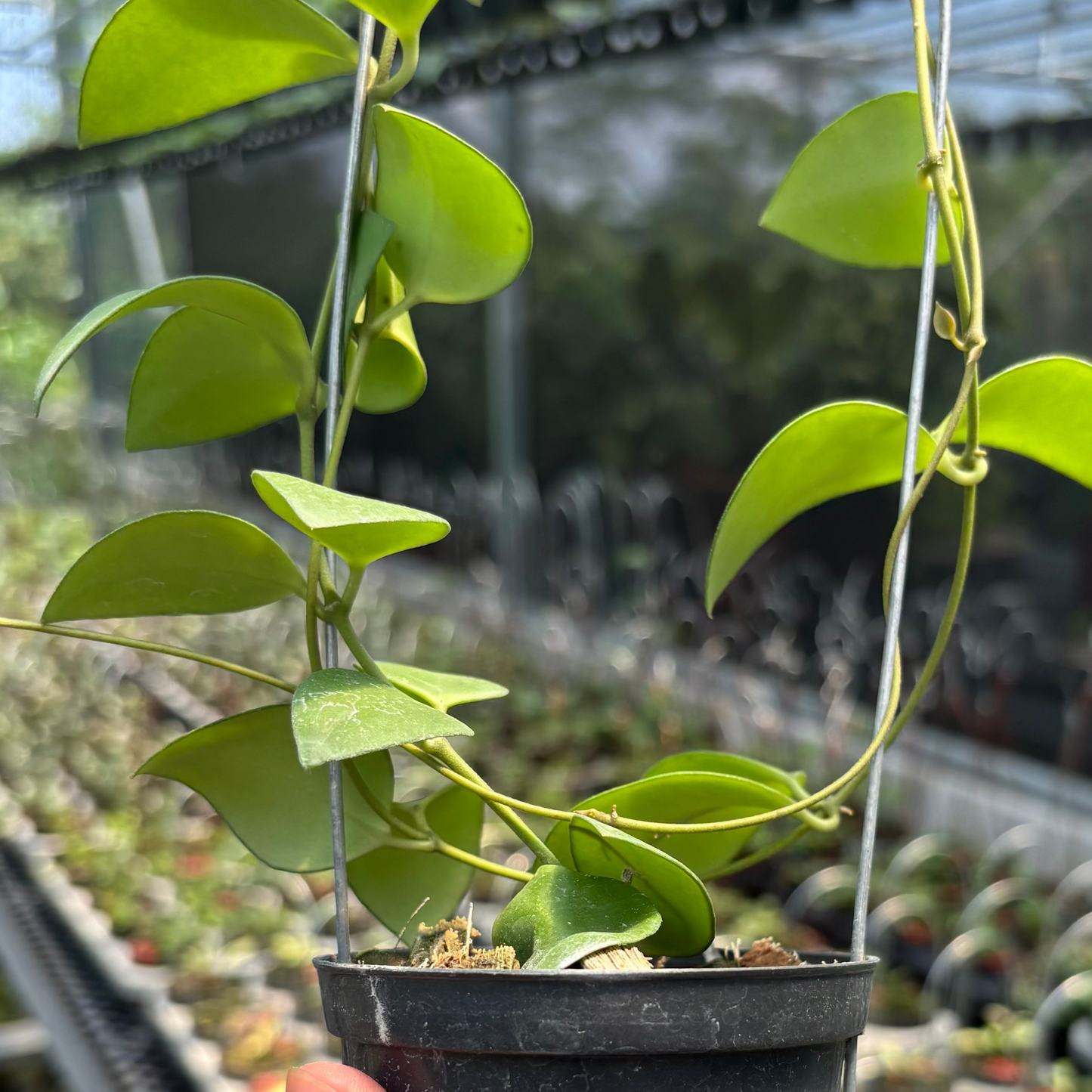 Hoya Myrmecopa "Selayar"