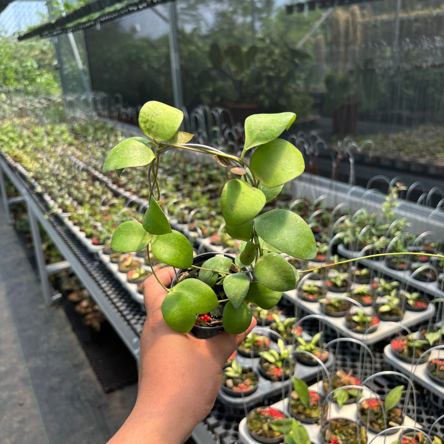 Hoya Myrmecopa "Selayar" - Indonesian Rare Plants