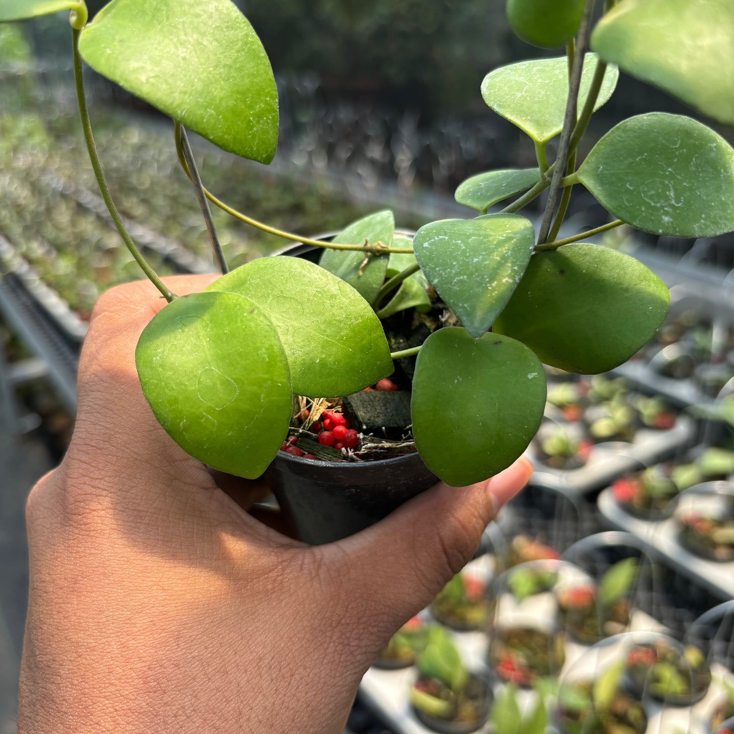 Hoya Myrmecopa "Selayar"