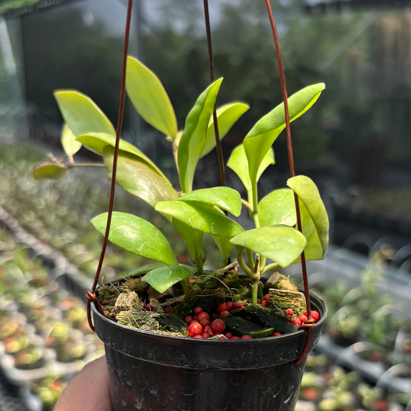 Hoya Palilimba