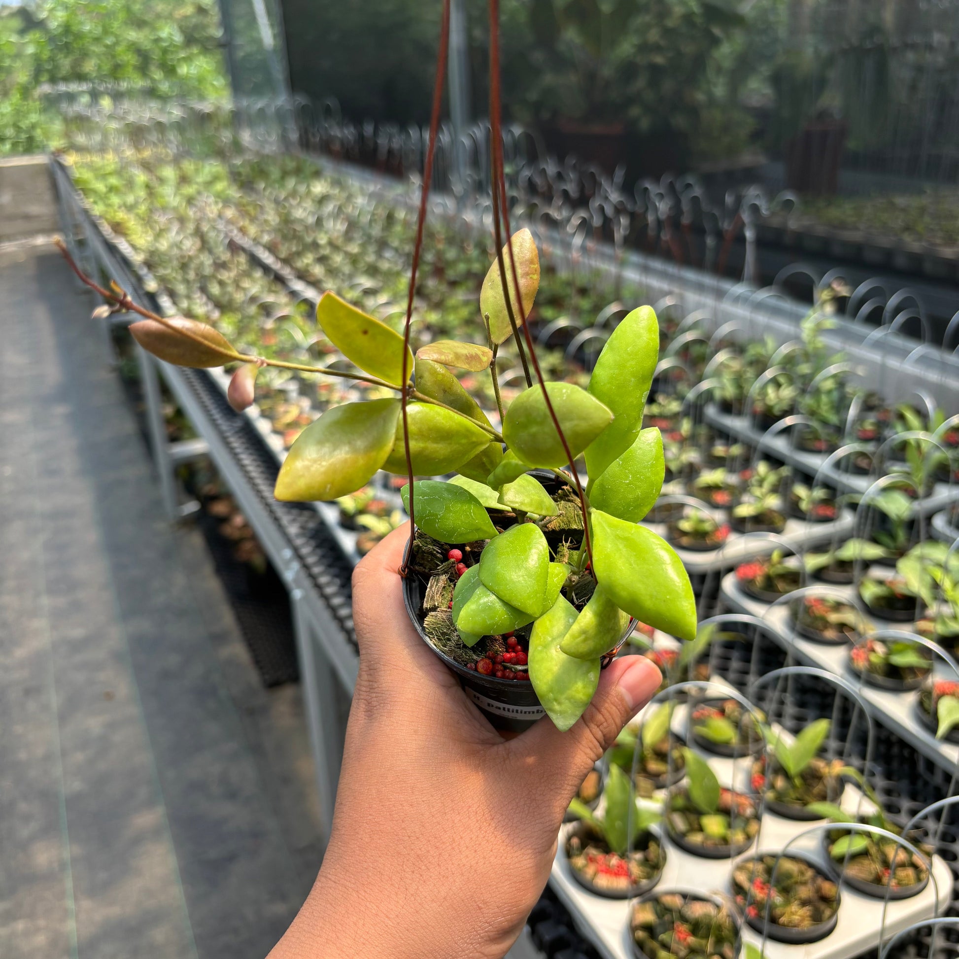 Hoya Palilimba - Indonesian Rare Plants