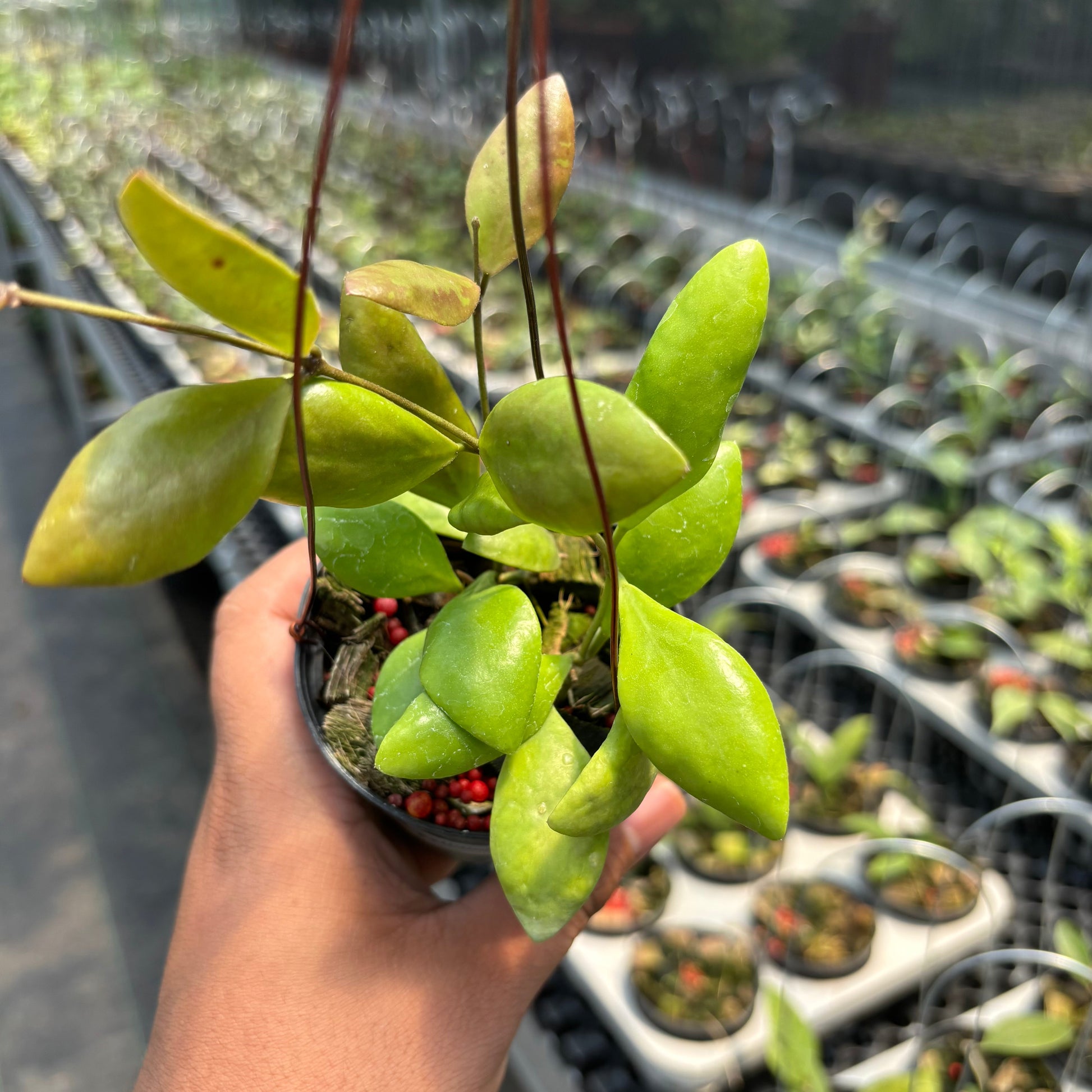 Hoya Pallilimba — rare Indonesian plant