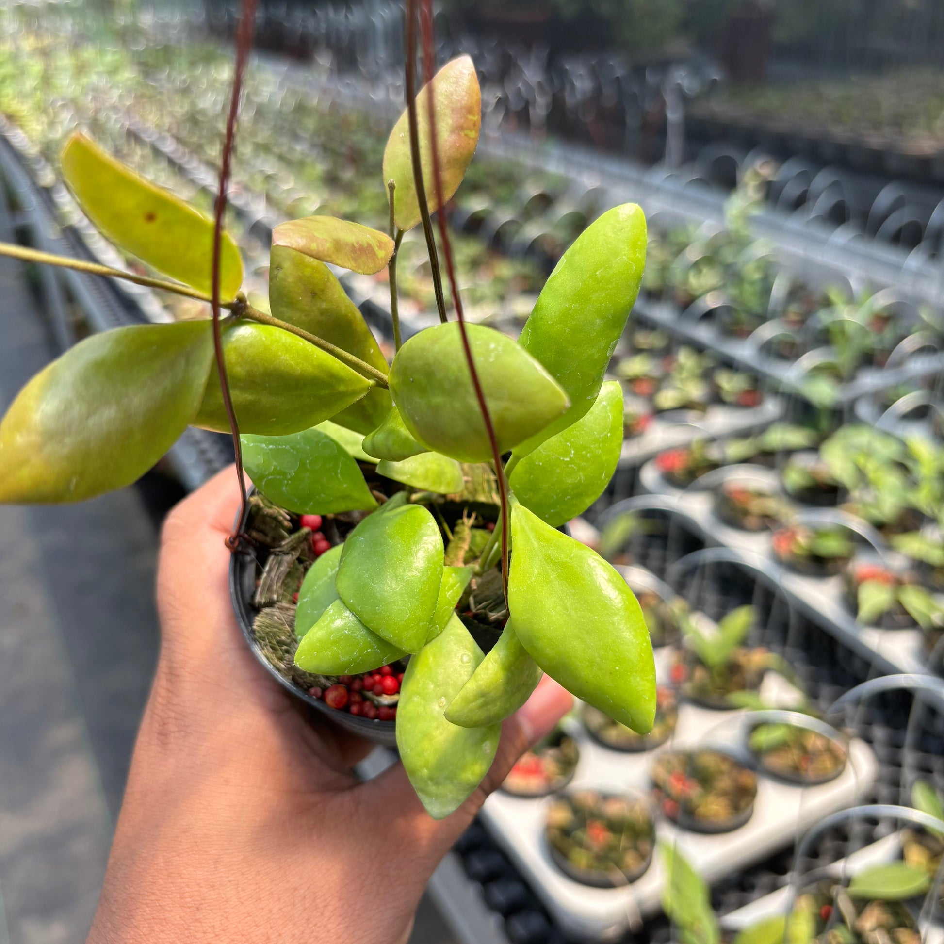 Hoya Pallilimba — photo 2