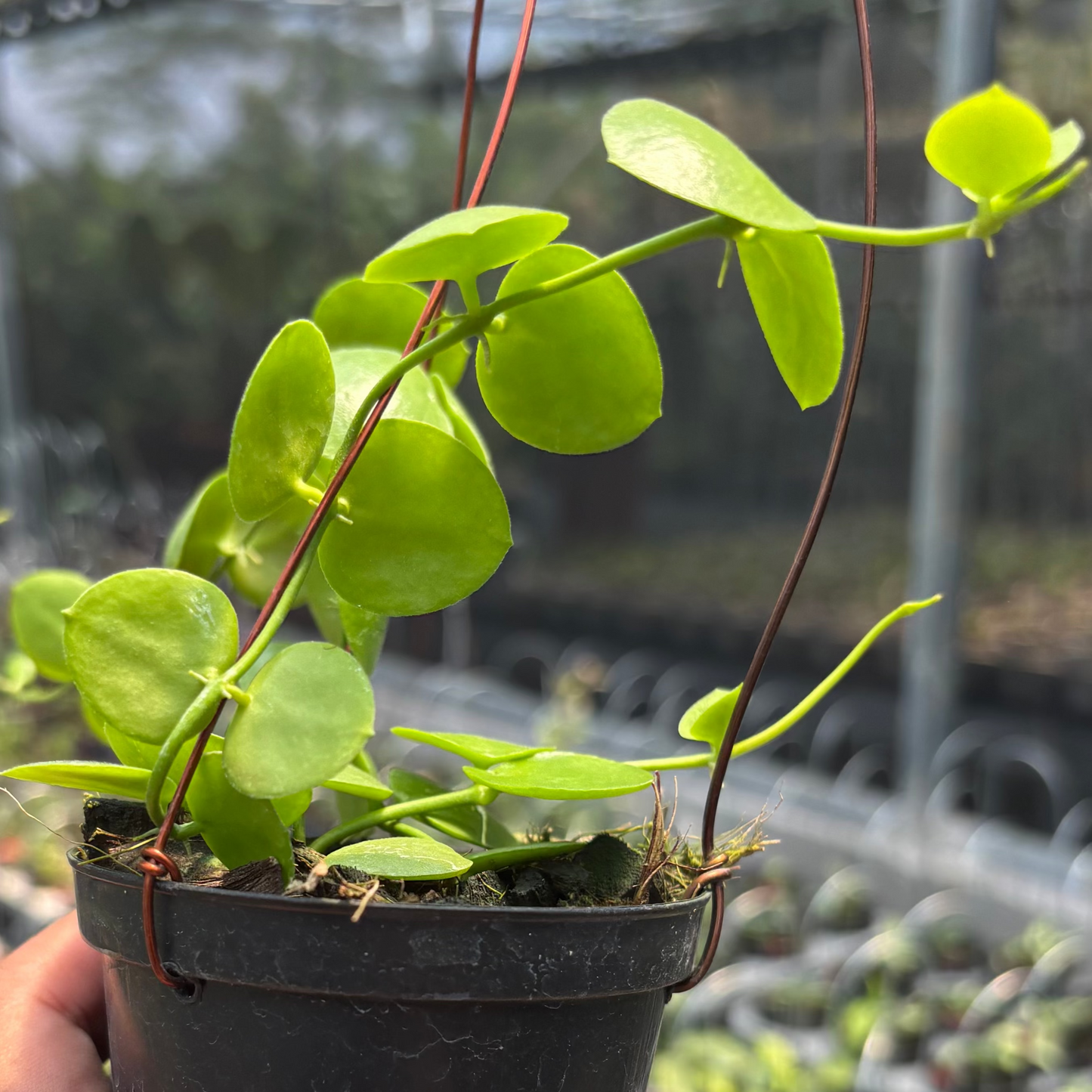 Hoya SP Mamasa "VN-775"