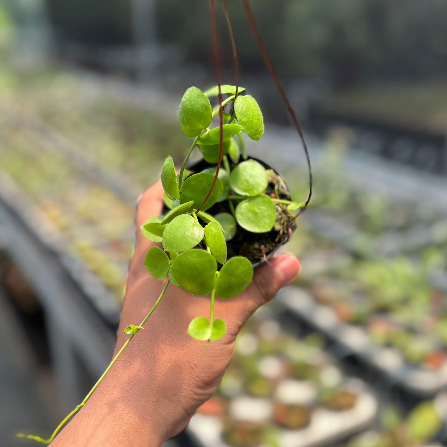 Hoya SP Mamasa "VN-775" - Indonesian Rare Plants