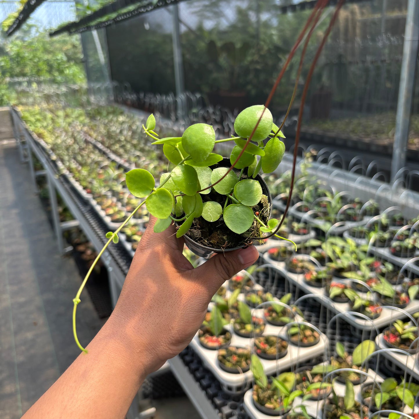 Hoya SP Mamasa "VN-775"